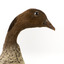 Male wood duck standing on wooden mount looking towards the right