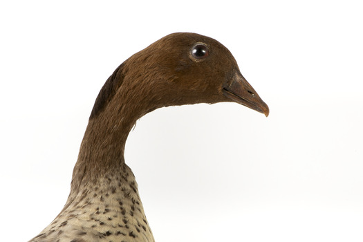 Male wood duck standing on wooden mount looking towards the right