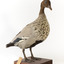 Male wood duck standing on wooden mount looking towards the right