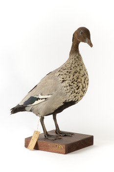 Male wood duck standing on wooden mount looking towards the right