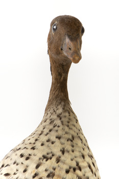 Male wood duck standing on wooden mount looking towards the right