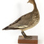 Female wood duck standing on wooden mount looking towards back-left