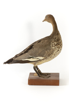 Female wood duck standing on wooden mount looking towards back-left