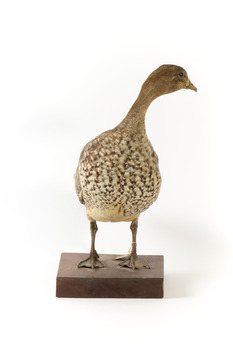 Female wood duck standing on wooden mount looking towards back-left