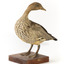 Female wood duck standing on wooden mount looking towards back-left