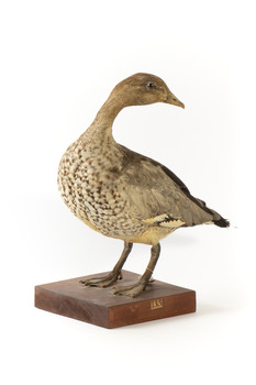Female wood duck standing on wooden mount looking towards back-left