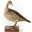 Female wood duck standing on wooden mount looking towards back-left