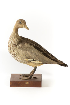 Female wood duck standing on wooden mount looking towards back-left