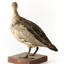 Female wood duck standing on wooden mount looking towards back-left