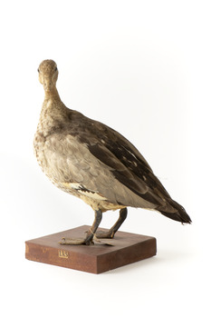 Female wood duck standing on wooden mount looking towards back-left