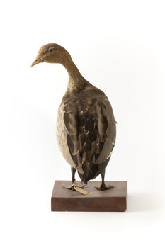 Female wood duck standing on wooden mount looking towards back-left