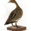 Female wood duck standing on wooden mount looking towards back-left