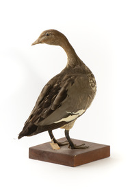 Female wood duck standing on wooden mount looking towards back-left