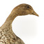 Female wood duck standing on wooden mount looking towards back-left