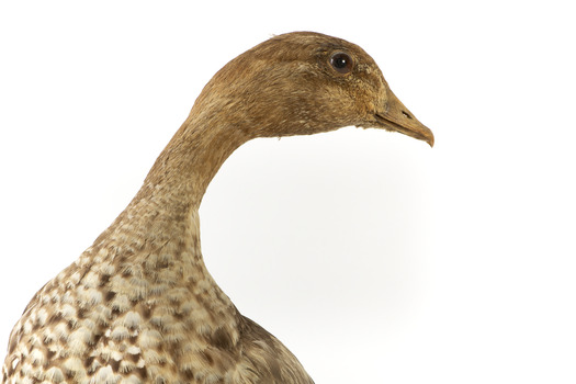 Female wood duck standing on wooden mount looking towards back-left