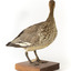 Female wood duck standing on wooden mount looking towards back-left