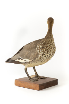 Female wood duck standing on wooden mount looking towards back-left