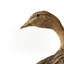 Female wood duck standing on wooden mount looking towards back-left