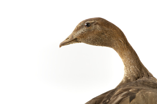 Female wood duck standing on wooden mount looking towards back-left