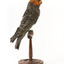Male Gang Gang cockatoo standing on wooden perch facing forward