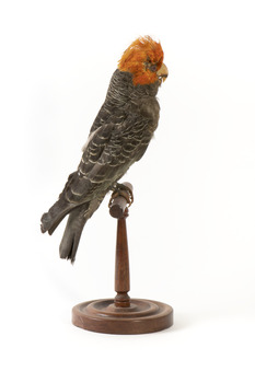 Male Gang Gang cockatoo standing on wooden perch facing forward