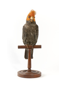 Male Gang Gang cockatoo standing on wooden perch facing forward