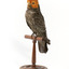 Male Gang Gang cockatoo standing on wooden perch facing forward