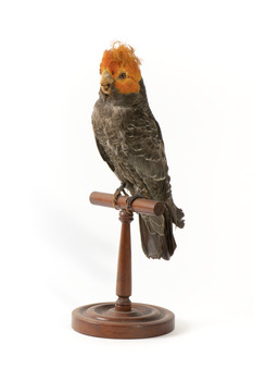 Male Gang Gang cockatoo standing on wooden perch facing forward