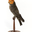 Male Gang Gang cockatoo standing on wooden perch facing forward