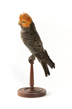 Male Gang Gang cockatoo standing on wooden perch facing forward