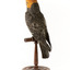 Male Gang Gang cockatoo standing on wooden perch facing forward