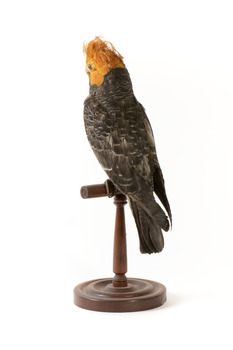 Male Gang Gang cockatoo standing on wooden perch facing forward