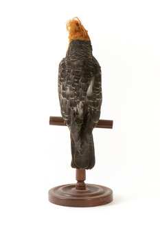 Male Gang Gang cockatoo standing on wooden perch facing forward
