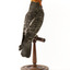 Male Gang Gang cockatoo standing on wooden perch facing forward