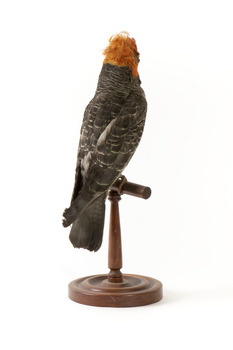 Male Gang Gang cockatoo standing on wooden perch facing forward
