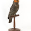 Male Gang Gang cockatoo standing on wooden perch facing forward