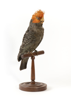Male Gang Gang cockatoo standing on wooden perch facing forward