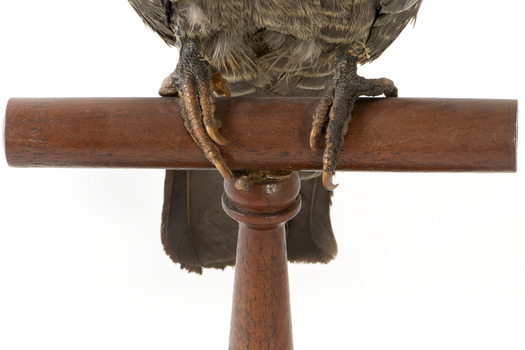 Male Gang Gang cockatoo standing on wooden perch facing forward