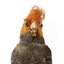Male Gang Gang cockatoo standing on wooden perch facing forward