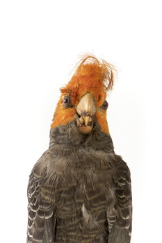 Male Gang Gang cockatoo standing on wooden perch facing forward