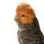 Male Gang Gang cockatoo standing on wooden perch facing forward