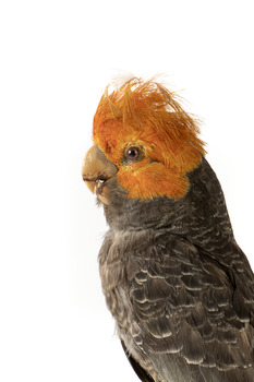 Male Gang Gang cockatoo standing on wooden perch facing forward