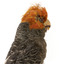 Male Gang Gang cockatoo standing on wooden perch facing forward