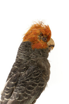Male Gang Gang cockatoo standing on wooden perch facing forward