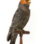 Male Gang Gang cockatoo standing on wooden perch facing forward