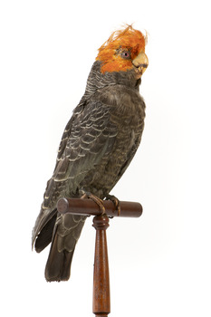 Male Gang Gang cockatoo standing on wooden perch facing forward