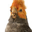 Male Gang Gang cockatoo standing on wooden perch facing forward