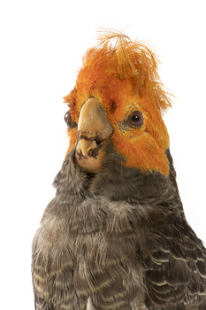 Male Gang Gang cockatoo standing on wooden perch facing forward
