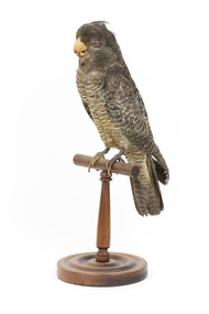 Animal specimen - Gang Gang Cockatoo (female), Trustees of the Australian Museum, 1860-1880