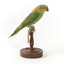 Musk Lorikeet standing on wooden perch facing forward